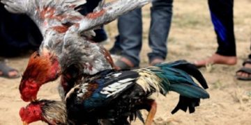 chế độ tập luyện gà cho hăng