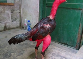 gà chọi nòi bình định