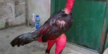 gà chọi nòi bình định