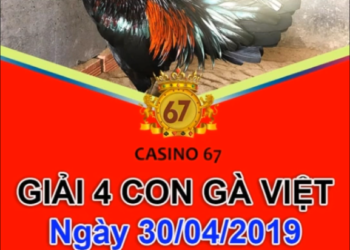 đá gà giải thomo ngày 30-4-2019