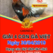 đá gà giải thomo ngày 30-4-2019