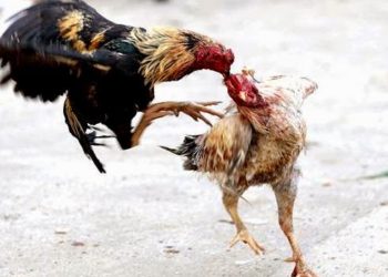 những đòn đá chết gà