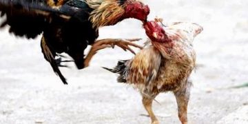 những đòn đá chết gà