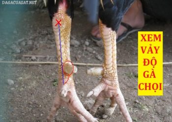 cách xem hậu độ gà chọi