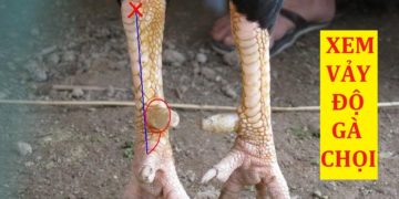 cách xem hậu độ gà chọi