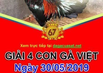 Giải gà Việt ngày 30/5/2019