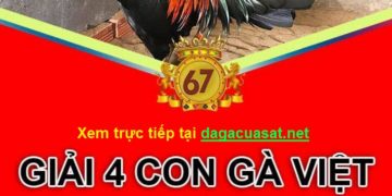 Giải gà Việt ngày 30/5/2019