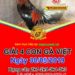 Giải gà Việt ngày 30/5/2019