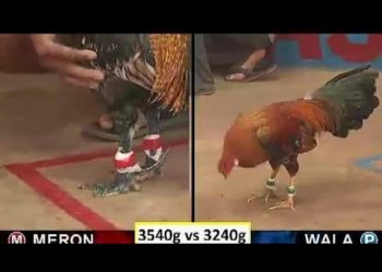 xem đá gà trường thomo