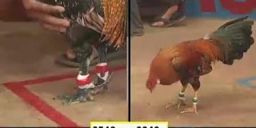 xem đá gà trường thomo