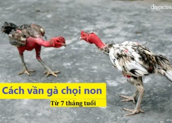cách vần gà chọi non