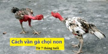 cách vần gà chọi non