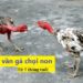 cách vần gà chọi non