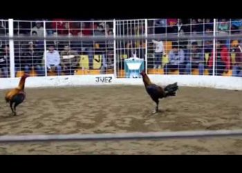 đa gà cựa dao phillipine