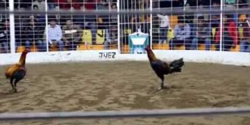 đa gà cựa dao phillipine