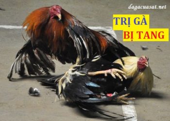 cách nuôi gà chọi bị tang