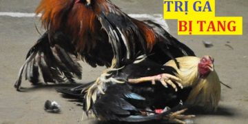 cách nuôi gà chọi bị tang
