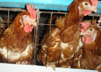 Gà bị mắc bệnh IC