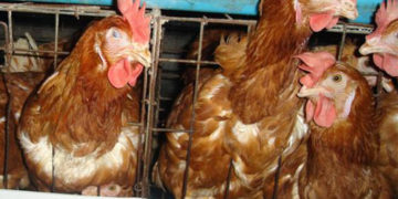 Gà bị mắc bệnh IC