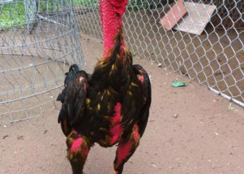 Gà chọi tía kiếm