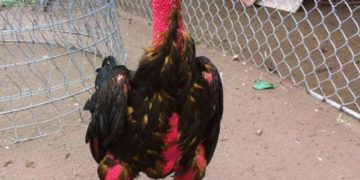 Gà chọi tía kiếm