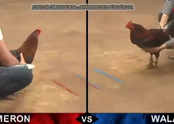 Trận đá gà cựa sắt Thomo siêu hay