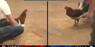 Trận đá gà cựa sắt Thomo siêu hay