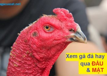xem đầu gà chọi