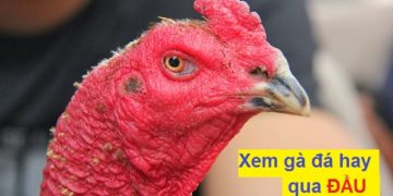 xem đầu gà chọi