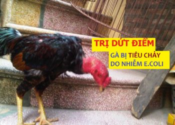 Gà bị tiêu chảy do E.coli