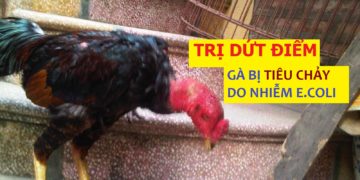 Gà bị tiêu chảy do E.coli