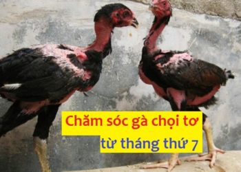cách chăm sóc gà chọi tơ