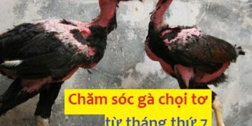 cách chăm sóc gà chọi tơ
