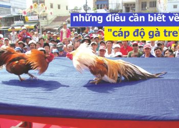 cáp độ gà tre đá