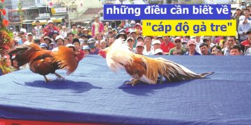 cáp độ gà tre đá