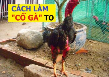 cách làm cổ gà chọi to