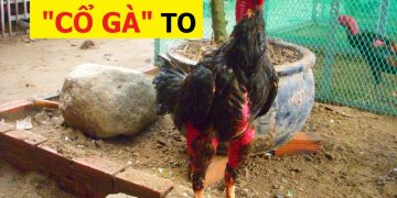 cách làm cổ gà chọi to