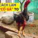 cách làm cổ gà chọi to