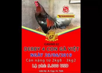 giải đá gà thomo 67 ngày 29/6
