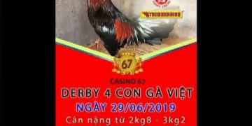 giải đá gà thomo 67 ngày 29/6