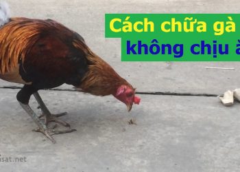 Cách chữa gà không chịu ăn