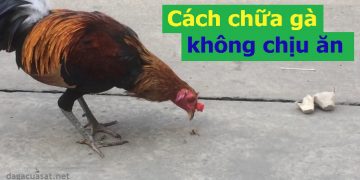 Cách chữa gà không chịu ăn