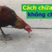 Cách chữa gà không chịu ăn