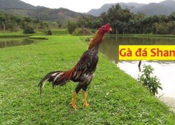 Gà Shamo