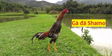 Gà Shamo