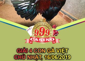 Giải đá gà Việt ngày 16/6