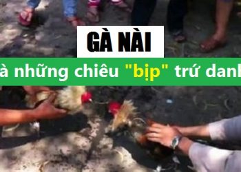 mánh khoé của nài gà