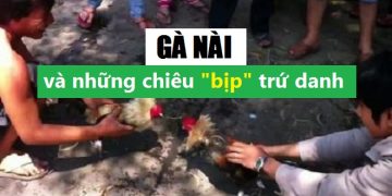 mánh khoé của nài gà