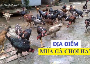 mua ga choi hay o dau