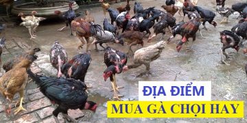 mua ga choi hay o dau